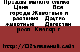 Продам милого ёжика › Цена ­ 10 000 - Все города Животные и растения » Другие животные   . Дагестан респ.,Кизляр г.